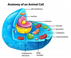 Cell Structure And Function Working With Animals Information And Facts